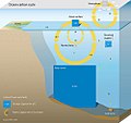 Thumbnail for Oceanic carbon cycle