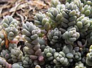 Sedum dasyphyllum, the Corsican stonecrop