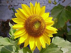 Vasaras saulgrieze (Helianthus annuus)