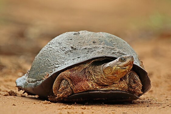 African helmeted turtle by Charles J. Sharp