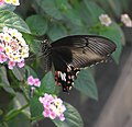 Papilio polytes Foto: Ravi Vaidyanathan