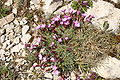 Dianthus subacaulis