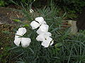 Dianthus furcatus