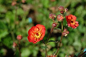 Geum quellyon -kellukka