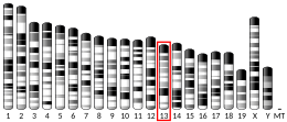 Chromosome 13 (souris)