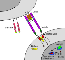 The Notch signaling pathway. Notch interacts with its ligands Delta or Serrate, leading to cleavage of the NICD which can then interact with Su(H) to form a transcriptional complex.