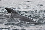 Long-finned pilot whale