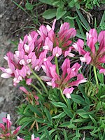 une photographie en couleur montre une touffe de trèfle alpin. Les feuilles lancéolées sont vert tendre et paraissent duveteuses comme celles de la sauge. Les fleurs mauves à cœur blanc sont groupées par cinq ou six au sommet de courtes tiges.