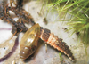 A photograph of brown larva with head inside the shell of a snail