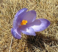 Close-up van Crocus vernus subsp. vernus