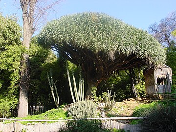 Dracaena draco