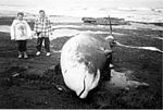 Hector's beaked whale