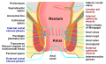 Anatomy of the human anus.