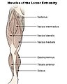 Les principaux muscles du membre inférieur