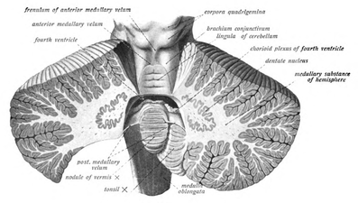 Cross-section of human cerebellum, showing the dentate nucleus, as well as fourth ventricle