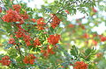 Sorbus aucuparia