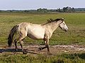 Un poney isabelle clair