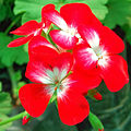 Pelargonium × hortorum