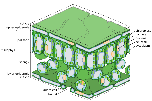 Diagram of fine scale leaf internal anatomy