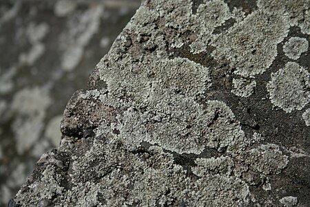 Lecanora cf. muralis