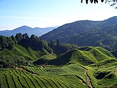 Les Cameron Highlands - Étape 7