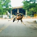 Wasp holding spider