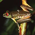 Rotaugenlaubfrosch (Agalychnis callidryas)