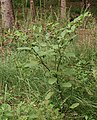 Belladonna (Atropa belladonna)