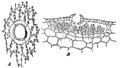 Thallus in Aufsicht und Querschnitt