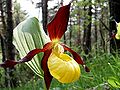 Cypripedium calceolus Venusschoentje.