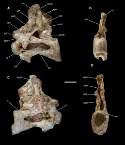 Хребці Vouivria damparisensis