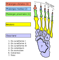 Bones of foot