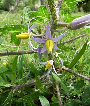 Solanum palinacantum