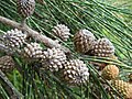 Plodenství přesličníku Casuarina glauca