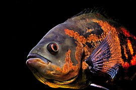 L'oscar (Astronotus ocellatus) est l'un des Cichlidés les plus populaires en aquariophilie.