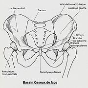 Huesos de la pelvis en español