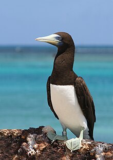 Brown boobytern.JPG