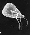 Giardia lamblia im elektronenmikroskopischen Bild