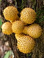 Pholiota squarrosoides dans le parc national de Shenandoah.