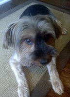 A Yorkshire Terrier with floppy ears