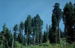 Giant sequoias.