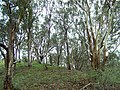 Eucalyptus skógur í East Gippsland, Victoria (Ástralíu). Aðallega E. albens.