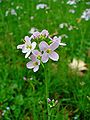 Cardamine pratensis