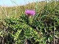 Stängellose Kratzdistel