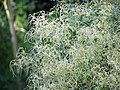 Clematis flammula.