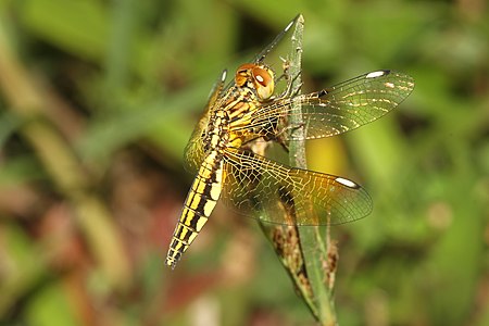 Palpopleura sexmaculata female