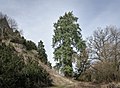 Douglasie (Pseudotsuga menziesii) - Umfang 4,48 m, Höhe 35 m