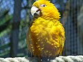 Golden Conure (Guaruba guarouba) at Barcelona Zoo