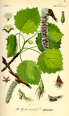 (Populus tremula), tiaknang