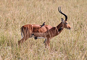 Impala with Red-billed Oxpeckers